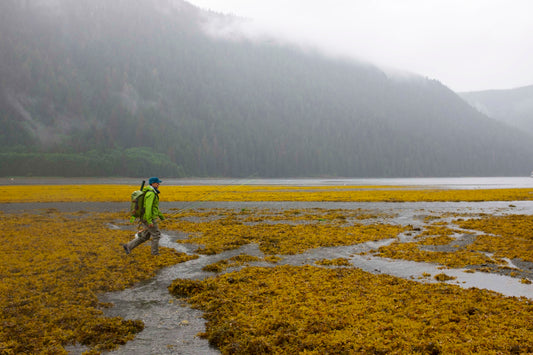 Keep The Tongass Roadless